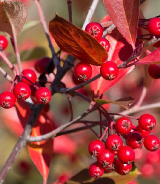 Aronia arbutifolia 'Brilliant'
